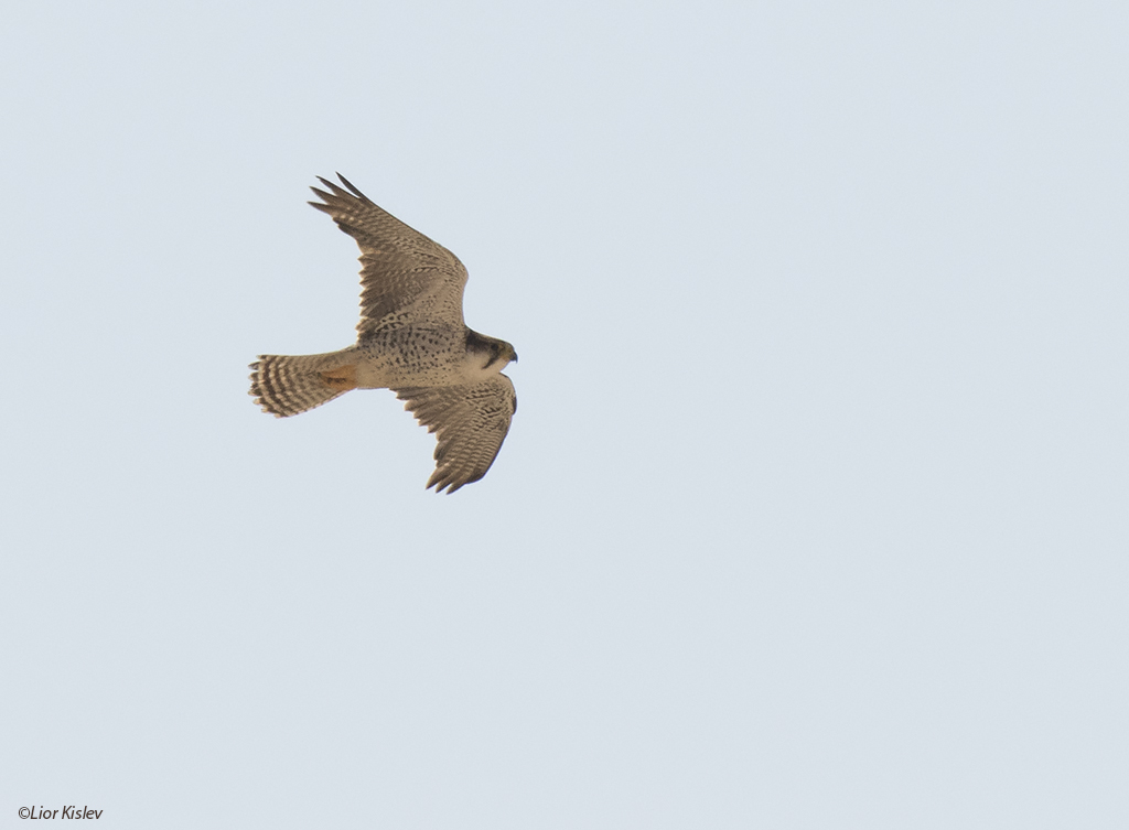 בז צוקים Lanner Falcon  Falco biarmicus            שדה בוקר ,יולי 2015 ,ליאור כסלו.